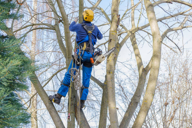 Viera East, FL Tree Services Company