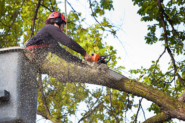 Best Utility Line Clearance  in Viera East, FL